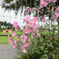anemone-hupehensis-rosa-2235-1272-1311-1332-2.jpg