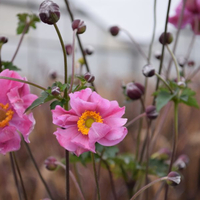 anemone-hupehensis-rosa-2235-1272-1311-1332.jpg