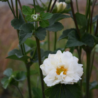 anemone-hupehensis-weiss-gefuellt-2474-3235-3236-3237.jpg