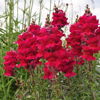 antirrhinum-majus-sonnet-burgundy-1730.jpg