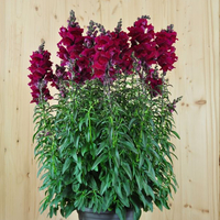antirrhinum-majus-sonnet-burgundy-21er-1730.jpg