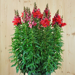 antirrhinum-majus-sonnet-orange-scarlet-21er-2379.jpg