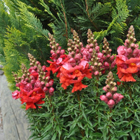 antirrhinum-majus-sonnet-orange-scarlet-2379.jpg