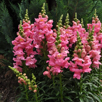 antirrhinum-majus-sonnet-pink-1728.jpg
