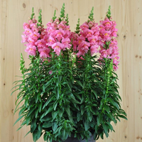 antirrhinum-majus-sonnet-pink-21er-1728.jpg