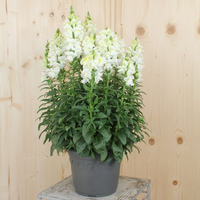 antirhinum-majus-sonnet-white-21er-1732.jpg