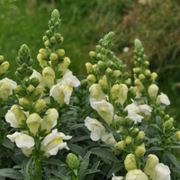 antirrhinum-majus-sonnet-white-1732-2.jpg