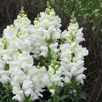 antirrhinum-majus-sonnet-white-1732.jpg