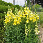 antirrhinum-majus-sonnet-yellow-1724.jpg