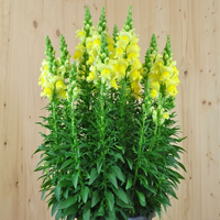 antirrhinum-majus-sonnet-yellow-21er-1724.jpg