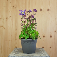 aquilegia-vulgaris-purple-blue-16er-2483.jpg