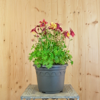 aquilegia-vulgaris-red-yellow-21er-2164.jpg