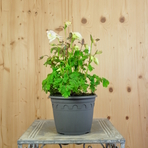 aquilegia-vulgaris-white-16er-2489.jpg