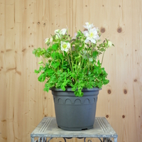 aquilegia-vulgaris-white-21er-2489.jpg