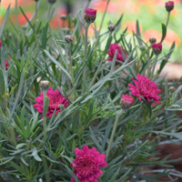 argyranthemum-2904.jpg