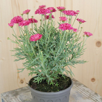 argyranthemum-frutescens-raspberry-ruffles-14er-2904.jpg