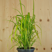 calamagrostis-acutiflora-england-21er-2505.jpg