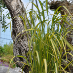 calamagrostis-england-2505.jpg