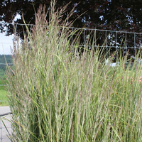 calamagrostis-acutiflora-overdam-1736.jpg