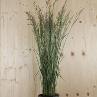 calamagrostis-acutiflora-overdam-21er-1736.jpg