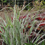 calamagrostis-overdam-1736.jpg