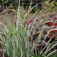 calamagrostis-overdam-1736.jpg