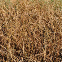 carex-petriei-bronze-form-1187.jpg