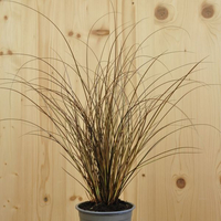 carex-petriei-bronze-form-12er-1187.jpg