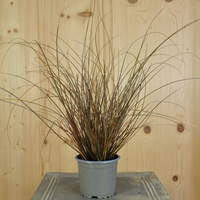 carex-comans-milk-chocolate-9er-3807.jpg