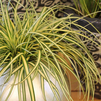 carex-hachijoensis-evergold-1189.jpg