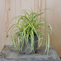 carex-hachijoensis-evergold-12er-1189.jpg