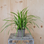 carex-morowii-ice-dance-12er-1191-2.jpg