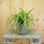 carex-morowii-lemon-12er-3805-v.jpg