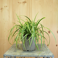 carex-morowii-lemon-12er-3805.jpg