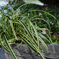 carex-morowii-lemon-3805.jpg