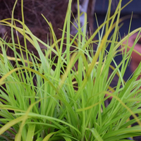 carex-everillo-2350-1193-2511.jpg