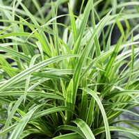 carex-morowii-2511-2350-1193.jpg