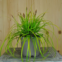 carex-oschimensis-everillo-12er-2350.jpg