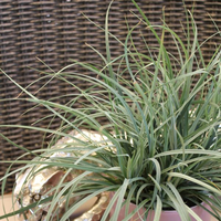 carex-panicea-1195.jpg