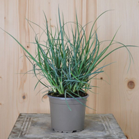 carex-panicea-12er-1195.jpg