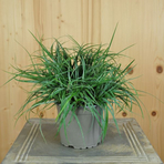 carex-panicea-bluisch-green-12er-1195-3808.jpg