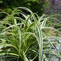 carex-hybrida-feather-falls-2512-2513.jpg