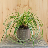 carex-hybride-feather-falls-12er-2513.jpg