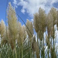 cortaderia-selloana-pumila-1283-v.jpg