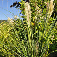 cortaderia-selloana-pumila-1283.jpg