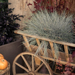 festuca-azurit-2539-2538-3809-v.jpg