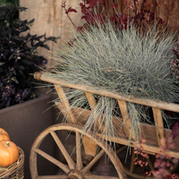 festuca-azurit-2539-2538-3809-v.jpg
