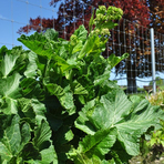 crambe-cordifolia-3392.jpg