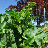 crambe-cordifolia-3392.jpg