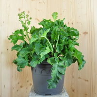 crambe-cordifolia-35er-3392.jpg